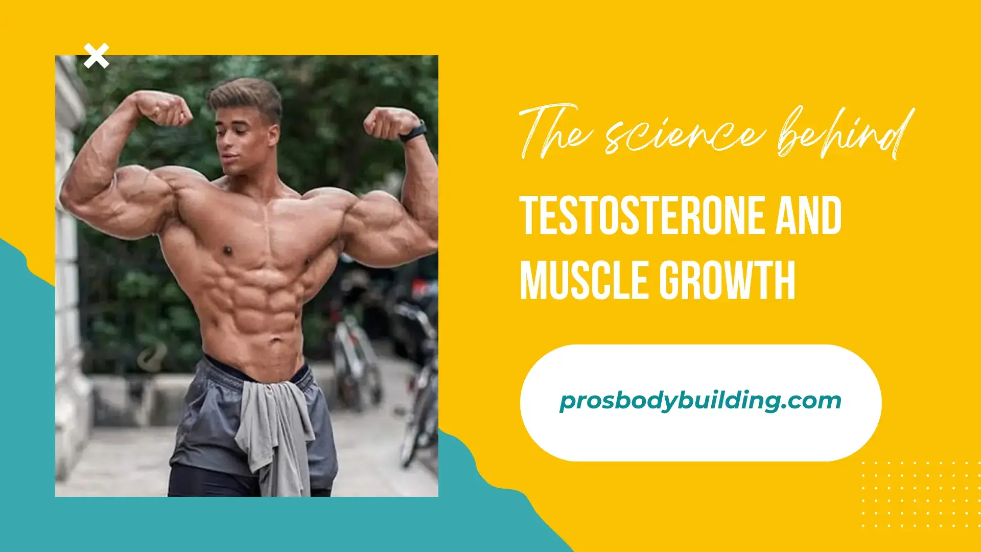 the science behind testosterone and muscle growth